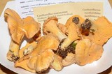 Cantharellus roseocanus image