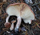 Lactarius rufus image