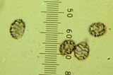 Lactarius rufus image