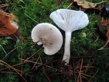 Hygrophorus agathosmus image