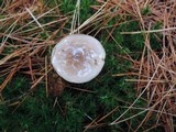 Hygrophorus agathosmus image