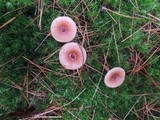 Lactarius oculatus image