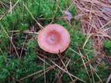 Lactarius oculatus image