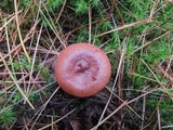Lactarius rufus image