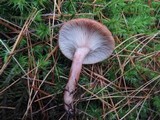 Lactarius rufus image