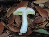 Boletus chippewaensis image
