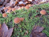 Psathyrella piluliformis image