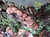 Psathyrella piluliformis image