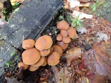Psathyrella piluliformis image
