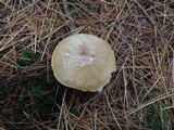 Suillus acidus image