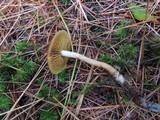 Cortinarius sect. Dermocybe image