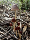 Parasola conopilea image