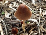 Parasola conopilea image