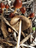 Parasola conopilea image
