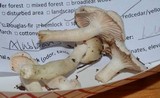 Hygrophorus eburneus image