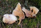 Merulius tremellosus image