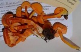 Hygrocybe miniata image