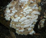 Merulius tremellosus image
