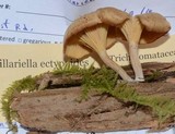 Pseudoarmillariella ectypoides image