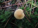 Cystoderma amianthinum image