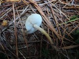 Cystoderma amianthinum image