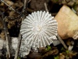 Coprinus candidatus image