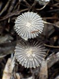 Coprinus candidatus image