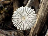 Coprinus candidatus image