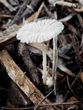 Coprinus candidatus image