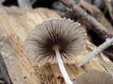 Coprinus candidatus image