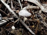 Coprinus candidatus image