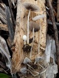 Coprinus candidatus image