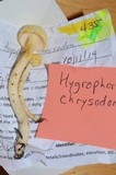 Hygrophorus chrysodon image