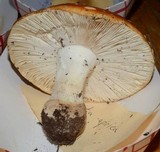 Amanita aprica image