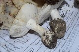 Amanita silvicola image