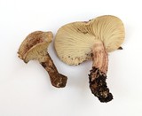 Hygrophorus purpurascens image