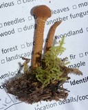 Cystoderma fallax image