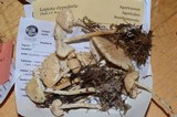 Lepiota clypeolaria image