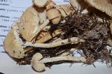 Lepiota clypeolaria image