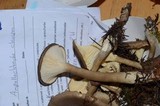 Ampulloclitocybe clavipes image