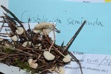 Cystolepiota seminuda image