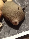 Phallus ravenelii image