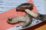 Tricholoma nigrum image
