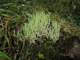 Cladonia furcata image