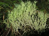 Cladonia furcata image