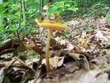 Pluteus chrysophlebius image