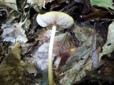 Pluteus chrysophlebius image