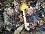Pluteus chrysophlebius image