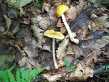 Pluteus chrysophlebius image