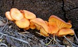 Chrysomphalina aurantiaca image